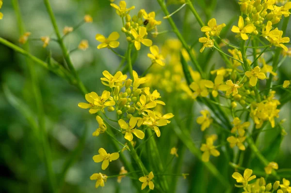 テクスチャ パターン フィールドの浅い深さ 草原の草 芝生や牧草地で長い狭い葉 野生や栽培と一般的に短い植物で構成される植生 — ストック写真