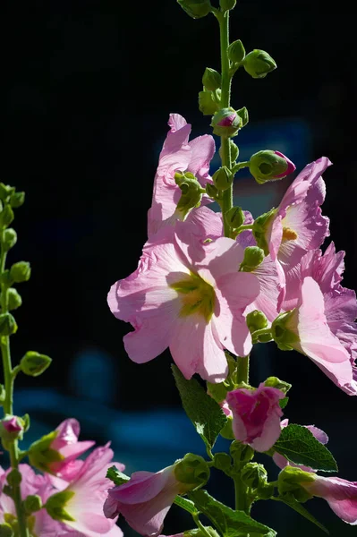 Маллоу Съедобный Цветок Виде Листовых Овощей — стоковое фото