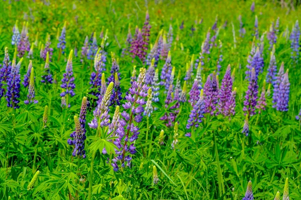 Lupinus Lupin Est Genre Plantes Famille Des Fabaceae Avec Des — Photo