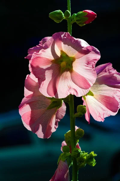 Malva Flor Comestible Forma Hortalizas Hoja —  Fotos de Stock