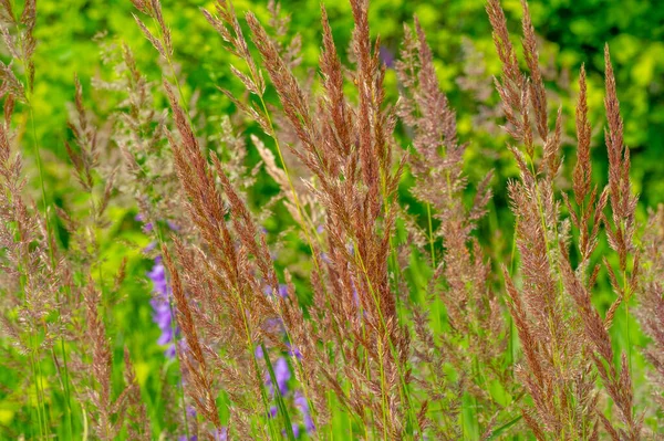 Textur Bakgrund Mönster Grund Skärpedjup Gräs Ängen Vegetation Som Består — Stockfoto