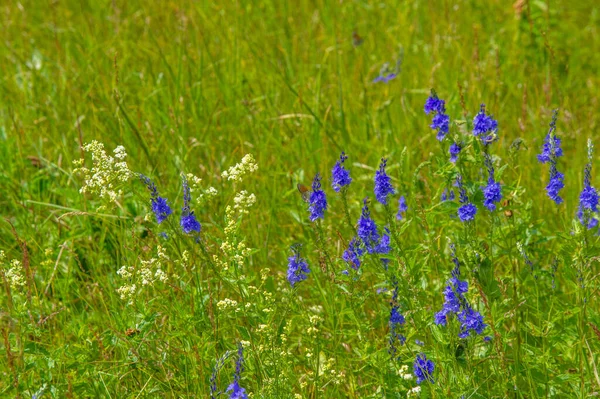 Summer Landscape Thunderclouds Blue Sky Floodplain Meadow Fields Aroma Summer — Stock Photo, Image