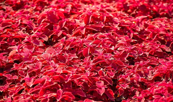 화단의 장식물로서 재배되는 콜레우스는 밝은색의 잎때문에 식물로서 인기가 — 스톡 사진