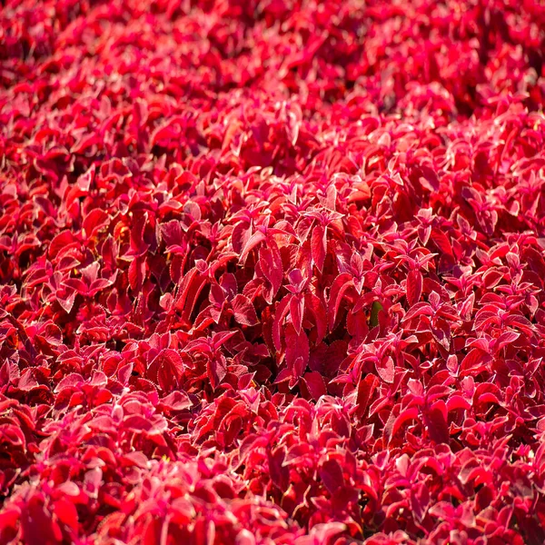 Textura Fundo Padrão Grama Vermelha Nos Canteiros Flores Coleus Cultivado — Fotografia de Stock