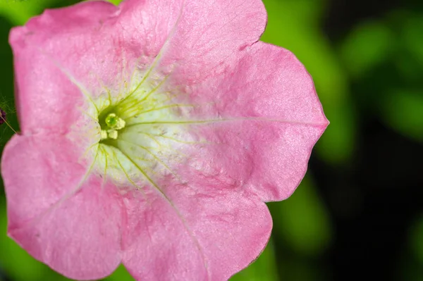 Mauve Fleur Comestible Sous Forme Légumes Feuilles — Photo