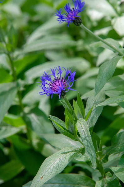 Centaurea Members Genus Found Only North Equator Middle East Especially — Stock Photo, Image