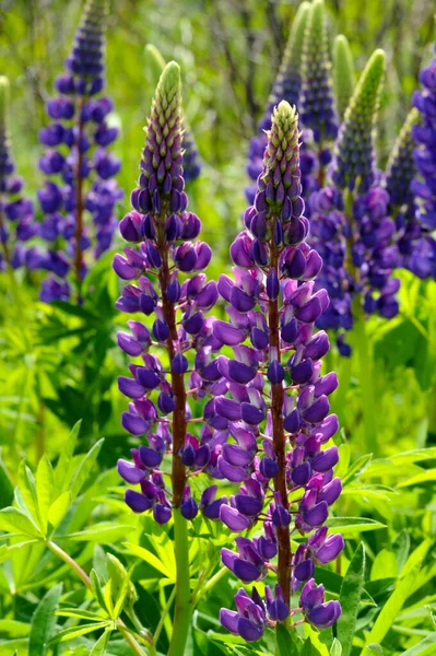 Lupinus Género Plantas Con Flores Perteneciente Familia Fabaceae Con Centros — Foto de Stock