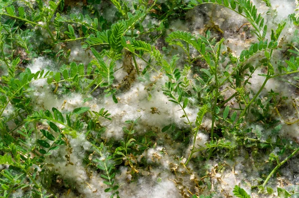 Poplar Fluff Going Snow Drifts Ideal Urban Tree Absorbed Four — 图库照片