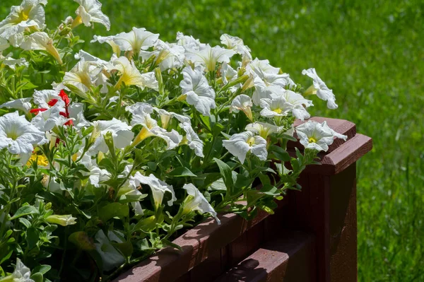 Petunia Una Planta Familia Las Sombrillas Con Flores Forma Embudo — Foto de Stock