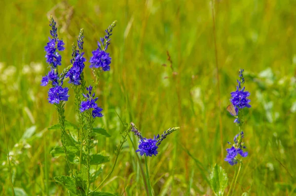 Sommerlandschaft Gewitterwolken Blauer Himmel Auenwiesen Der Duft Von Sommerfarben Und — Stockfoto