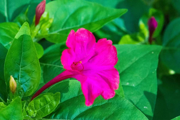 ミラビリスジャラパ ペルーの奇跡または4時間の花は ミラビリス植物の最も一般的な観賞種であり 様々な色で利用可能です ミラビリス ジャラパはアステカ人を栽培した — ストック写真
