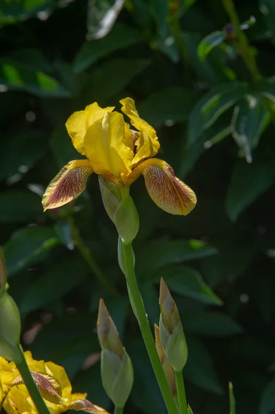 アイリス人気がある それは繊細な花びらを持っています 5月と6月に壮大な皿状の花びらと灰色の緑の葉のファン剣の形をした香りの良い花 — ストック写真