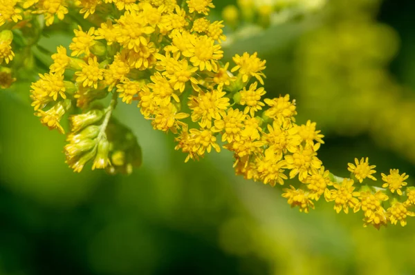 Solidago Comunemente Chiamato Verga Oro Maggior Parte Loro Sono Specie — Foto Stock