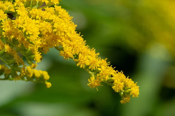 Solidago Comunemente Chiamato Verga Oro Maggior Parte Loro Sono Specie — Foto Stock