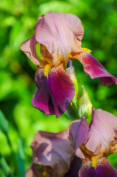 Iris Merecidamente Popular Tiene Pétalos Delicados Flores Ligeramente Fragantes Con —  Fotos de Stock