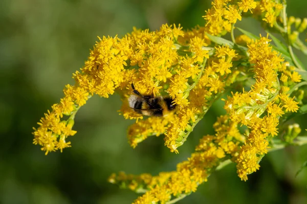 Solidago Communément Appelé Verge Plupart Entre Eux Sont Des Espèces — Photo