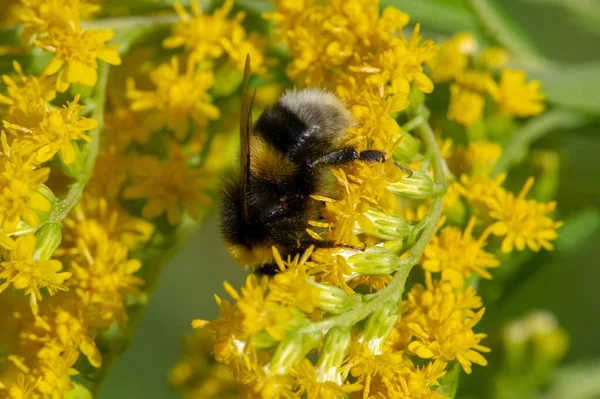 Solidago Vanligen Kallad Guldspö Flesta Dem Örtartade Perenna Arter Som — Stockfoto