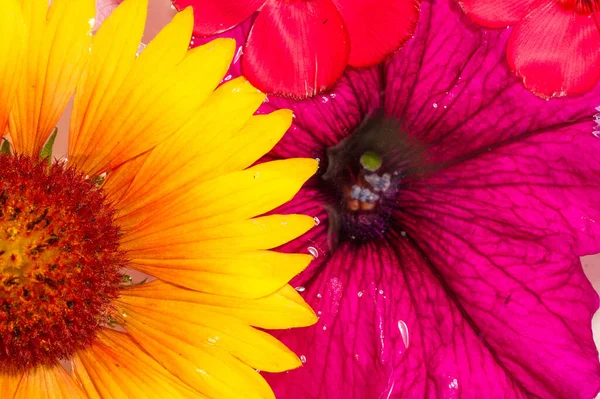 Λουλούδια Λιβαδιών Και Λιβαδιών Σκισμένα Φωτογραφημένα Στο Νερό Φωτεινά Χρώματα — Φωτογραφία Αρχείου