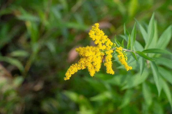 Solidago Commonly Called Goldenrod Most Them Herbaceous Perennial Species Found — Stock Photo, Image