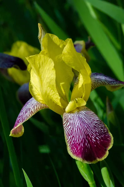 Iris Merecidamente Popular Tiene Pétalos Delicados Flores Ligeramente Fragantes Con —  Fotos de Stock