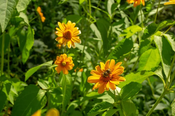 Rudbeckia All North America Many Species Grown Gardens Because Spectacular — Stock Photo, Image