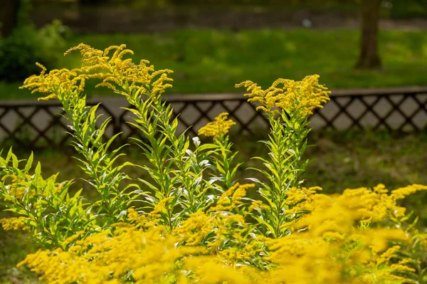 Solidago Comúnmente Llamado Caña Oro Mayoría Ellos Son Especies Herbáceas —  Fotos de Stock