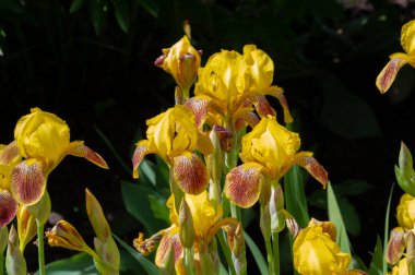 Iris 'in hak ettiği kadar popüler, narin taç yaprakları, mayıs ve haziran aylarında yaprakları muhteşem kokulu çiçekleri ve kılıç şeklinde gri-yeşil yaprakların hayranları var.. 