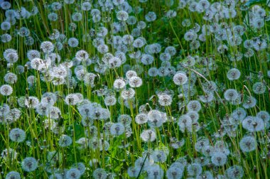Taraxum karahindiba, tıbbi bir bitki olarak kullanılır. Rüzgarın yönüne doğru giden gümüşi ibikli meyve topları. Bu toplara hem İngiliz hem de Amerikan İngilizcesinde 