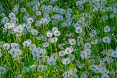 Taraxum karahindiba, tıbbi bir bitki olarak kullanılır. Rüzgarın yönüne doğru giden gümüşi ibikli meyve topları. Bu toplara hem İngiliz hem de Amerikan İngilizcesinde 