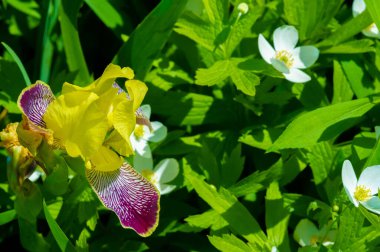 Iris 'in hak ettiği kadar popüler, narin taç yaprakları, mayıs ve haziran aylarında yaprakları muhteşem kokulu çiçekleri ve kılıç şeklinde gri-yeşil yaprakların hayranları var.. 