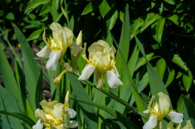 Iris 'in hak ettiği kadar popüler, narin taç yaprakları, mayıs ve haziran aylarında yaprakları muhteşem kokulu çiçekleri ve kılıç şeklinde gri-yeşil yaprakların hayranları var.. 