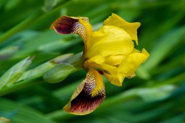 Iris 'in hak ettiği kadar popüler, narin taç yaprakları, mayıs ve haziran aylarında yaprakları muhteşem kokulu çiçekleri ve kılıç şeklinde gri-yeşil yaprakların hayranları var.. 