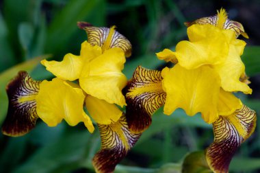 Iris 'in hak ettiği kadar popüler, narin taç yaprakları, mayıs ve haziran aylarında yaprakları muhteşem kokulu çiçekleri ve kılıç şeklinde gri-yeşil yaprakların hayranları var.. 