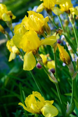 Iris 'in hak ettiği kadar popüler, narin taç yaprakları, mayıs ve haziran aylarında yaprakları muhteşem kokulu çiçekleri ve kılıç şeklinde gri-yeşil yaprakların hayranları var.. 