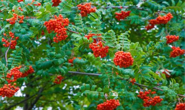 Sonbahar manzara fotoğrafçılığı, sonbaharın renkleriyle aydınlatılmış tamamen güzel dağ külleri. En çok böğürtlen ve portakal kırmızısı şeklinde meyveleri olan bir ağaç.