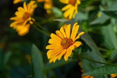 Rudbeckia laciniata Goldquelle güzel limon sarısı çiçekler üreten çekici bir Rudbeckia tarikatıdır. Bu harika topak topak uzun ömürlü yazın ekildiğinde harika bir teşhir sunar.