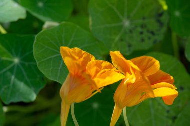 Nasturtium bu popüler sarmaşığın parlak sarı, turuncu ve kırmızı çiçekleri var. Yaprak ve çiçek suyunun saç dökülmesini önlediğini söylerler. Temmuz 'dan ilk soğuğa kadar çiçek açar..