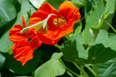 Nasturtium bu popüler sarmaşığın parlak sarı, turuncu ve kırmızı çiçekleri var. Yaprak ve çiçek suyunun saç dökülmesini önlediğini söylerler. Temmuz 'dan ilk soğuğa kadar çiçek açar..