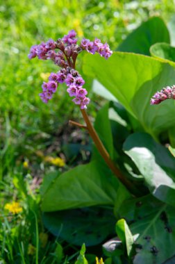 Bergenia (Fil kulaklı saksafon), Orta Asya 'da Afganistan' dan Çin 'e ve Himalaya bölgesinde yetişen on tür Saxifragaceae familyasından bir bitki cinsidir..