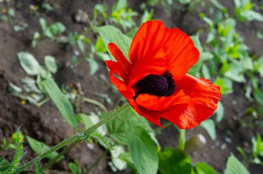Papaver somniferum, afyon veya haşhaş olarak da bilinen, afyon ve haşhaşın geldiği ve bahçelerde yetişen değerli bir süs bitkisidir..