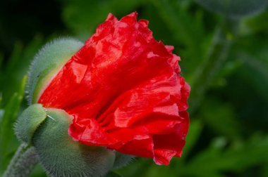 Papaver somniferum, afyon veya haşhaş olarak da bilinen, afyon ve haşhaşın geldiği ve bahçelerde yetişen değerli bir süs bitkisidir..