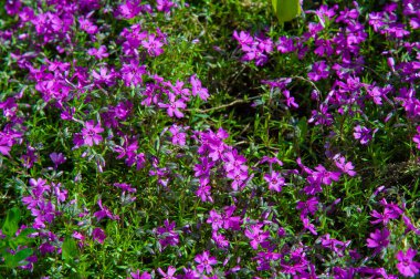 Phlox; Yunan 