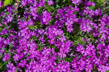 Phlox; Yunan 