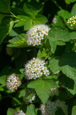 Spiraea japonica, Japon çayır tatlısı, Japon spirea veya Kore spireası, Rosaceae familyasından bir bitki türü. Spiraea bumalda Burv 'un eşanlamlısı. ve Spiraea japonica var. alp maksimum. 