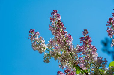 Leylak ya da zeytin ailesinin menekşe, pembe ya da beyaz çiçekleri olan küçük bir zeytin ağacı ve yaygın olarak bir süs olarak yetiştirilir..