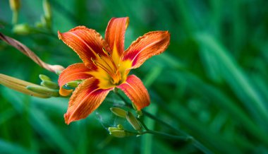 Zambak zambakları Lily - Çiçekler büyük, genellikle hoş kokulu ve beyaz, sarı, portakal, pembe, kırmızı ve mor gibi çok çeşitli renklerde sunulurlar. İşaretleme noktalar ve fırça darbelerini içerir.