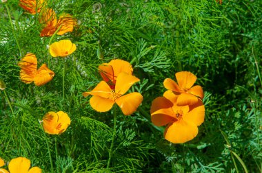 Escholzia cinsi adını Baltık-Alman-İmparatorluk Rus botanikçisi Johann Friedrich von Escholz 'dan (1793-1831) almıştır. Tüm türler Meksika ya da Amerika Birleşik Devletleri 'nden gelmektedir..