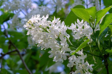 Leylak ya da zeytin ailesinin menekşe, pembe ya da beyaz çiçekleri olan küçük bir zeytin ağacı ve yaygın olarak bir süs olarak yetiştirilir..
