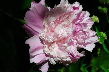 Şakayık ya da şakayık. Asya 'dan, Avrupa' dan ve Kuzey Amerika 'dan geliyorlar. Onlar ılıman bölgelerdeki en popüler bahçe bitkilerindendir. Onlar da büyük ölçekte kesilmiş çiçek olarak satılırlar.,