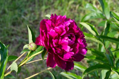 Şakayık ya da şakayık. Asya 'dan, Avrupa' dan ve Kuzey Amerika 'dan geliyorlar. Onlar ılıman bölgelerdeki en popüler bahçe bitkilerindendir. Onlar da büyük ölçekte kesilmiş çiçek olarak satılırlar.,